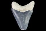 Serrated, Bone Valley Megalodon Tooth - Florida #99841-1